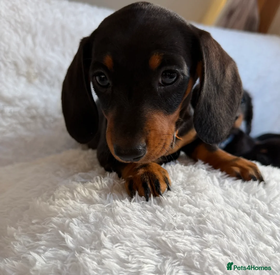 Miniature Dachshund dogs for sale: Beautiful Miniature Dachshund puppies for sale - Advert 9