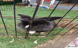 Lionhead rabbits for sale: 2 rabbit in need of a good home 8 months old in Birmingham - Image 5
