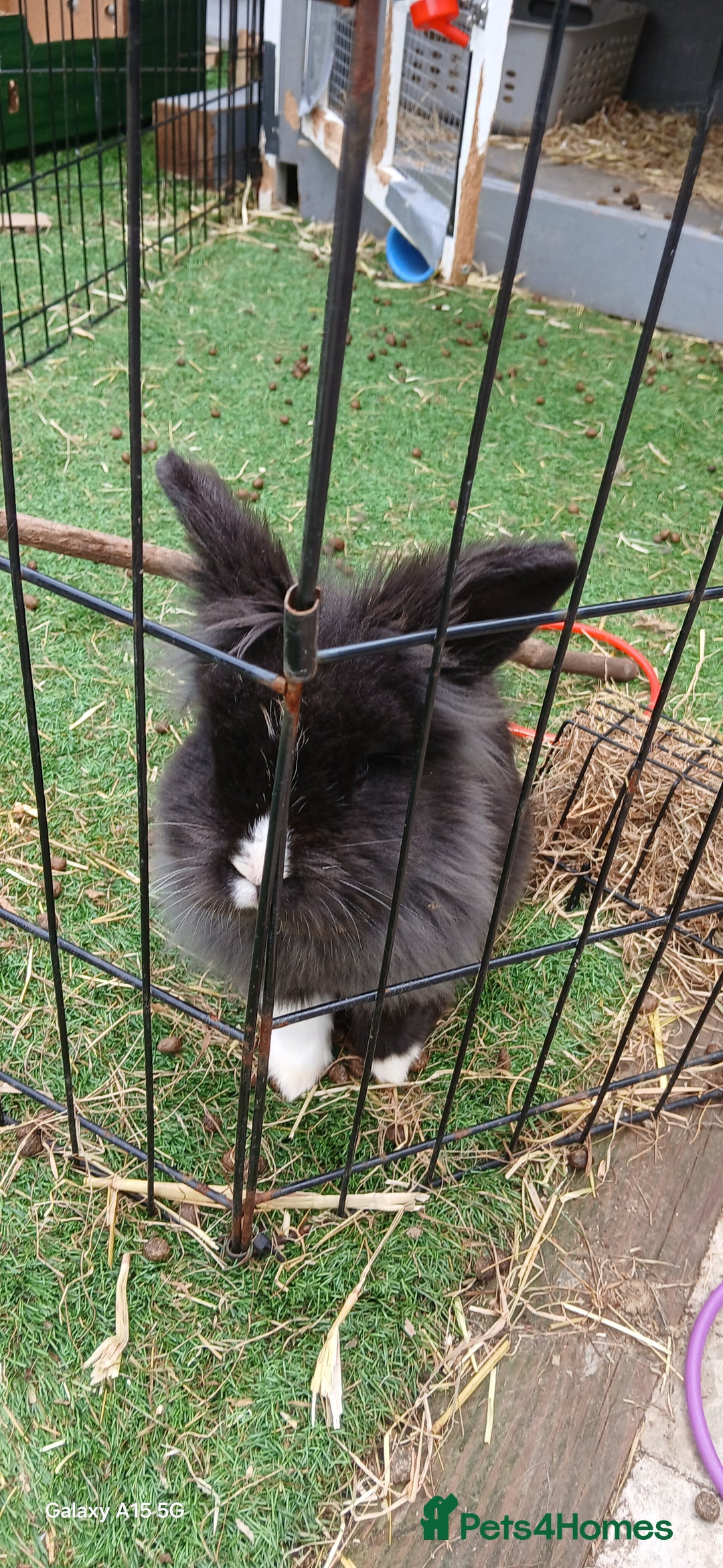 Lionhead rabbits for sale: 2 rabbit in need of a good home 8 months old in Birmingham - Image 5