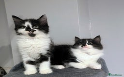 Mixed Breed cats for sale: Maine coon cross kittens ready now 🩵 - Image 1