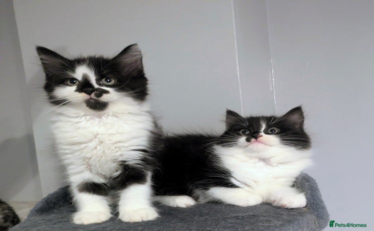 Mixed Breed cats - Advert 5