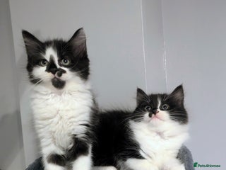 Mixed Breed cats - Advert 7