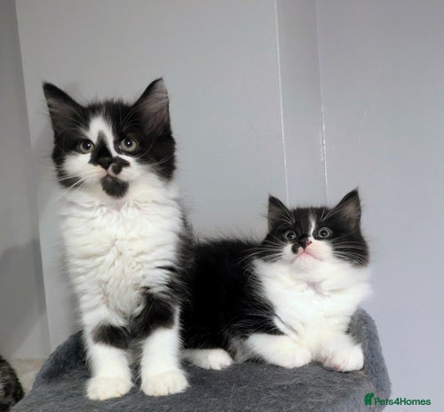 Mixed Breed cats - Advert 1