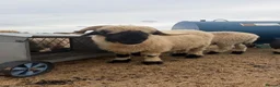 Sheep livestock for sale: Valais black nose wethers  in Colchester - Advert 2