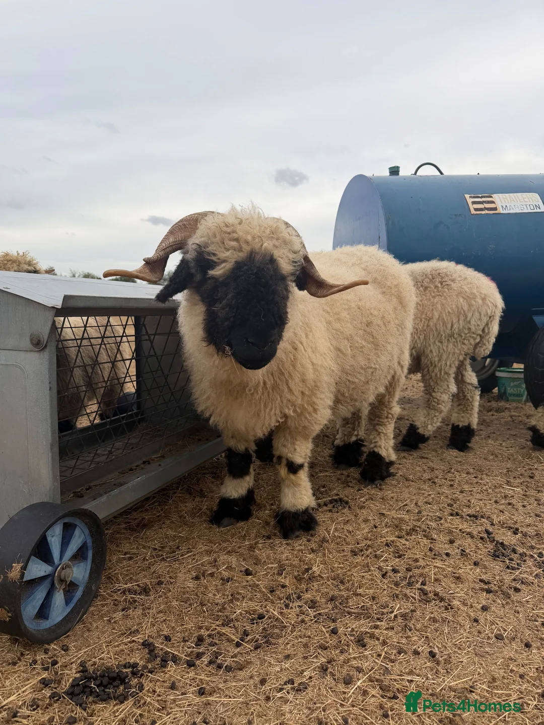 Sheep livestock for sale: Valais black nose wethers  in Colchester - Advert 2