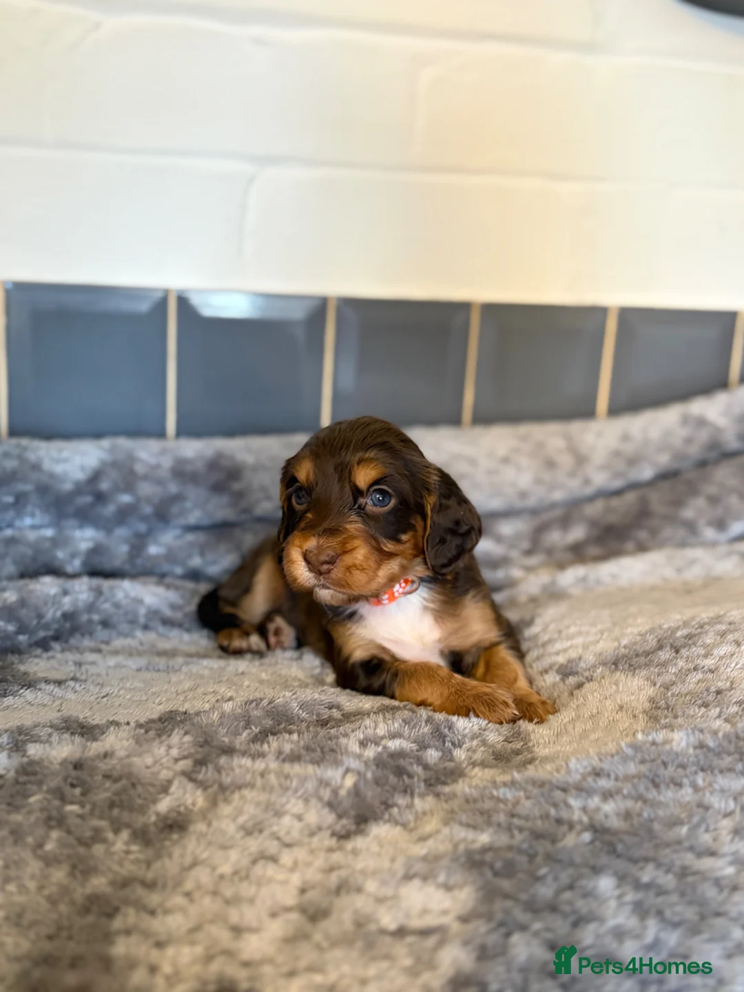 Cocker Spaniel dogs for sale: Tri colour cocker spaniel puppies, 1 red boy - Advert 2