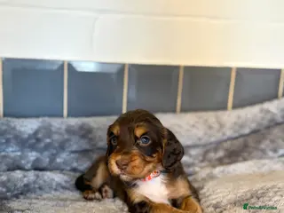 Cocker Spaniel dogs Tri colour cocker spaniel puppies, 1 red boy - Advert 17