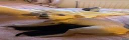 Mixed Breed dogs for sale: Chihuahua X puppies for sale - Advert 16