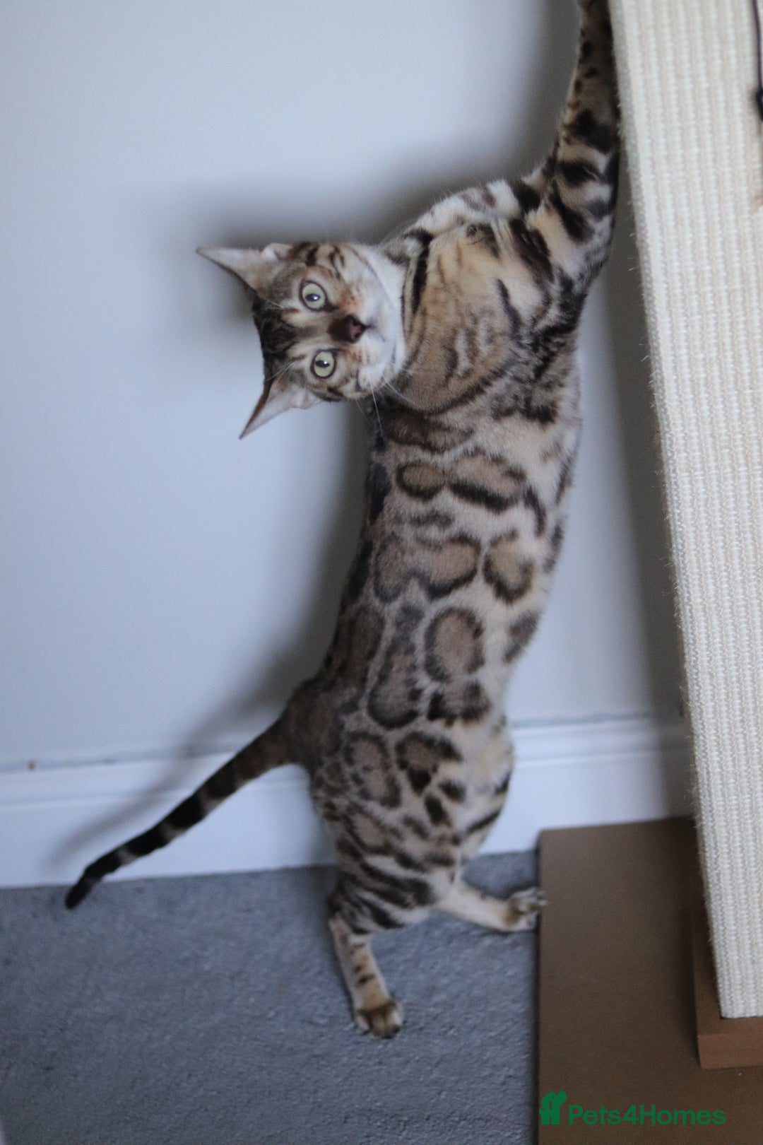 Bengal cats for sale: 🔥ELITE IMPORTED SEAL SEPIA BENGAL QUEEN ACTIVE⭐ - Advert 17