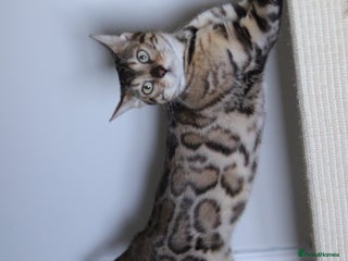 Bengal cats 🔥ELITE IMPORTED SEAL SEPIA BENGAL QUEEN ACTIVE⭐ - Advert 7