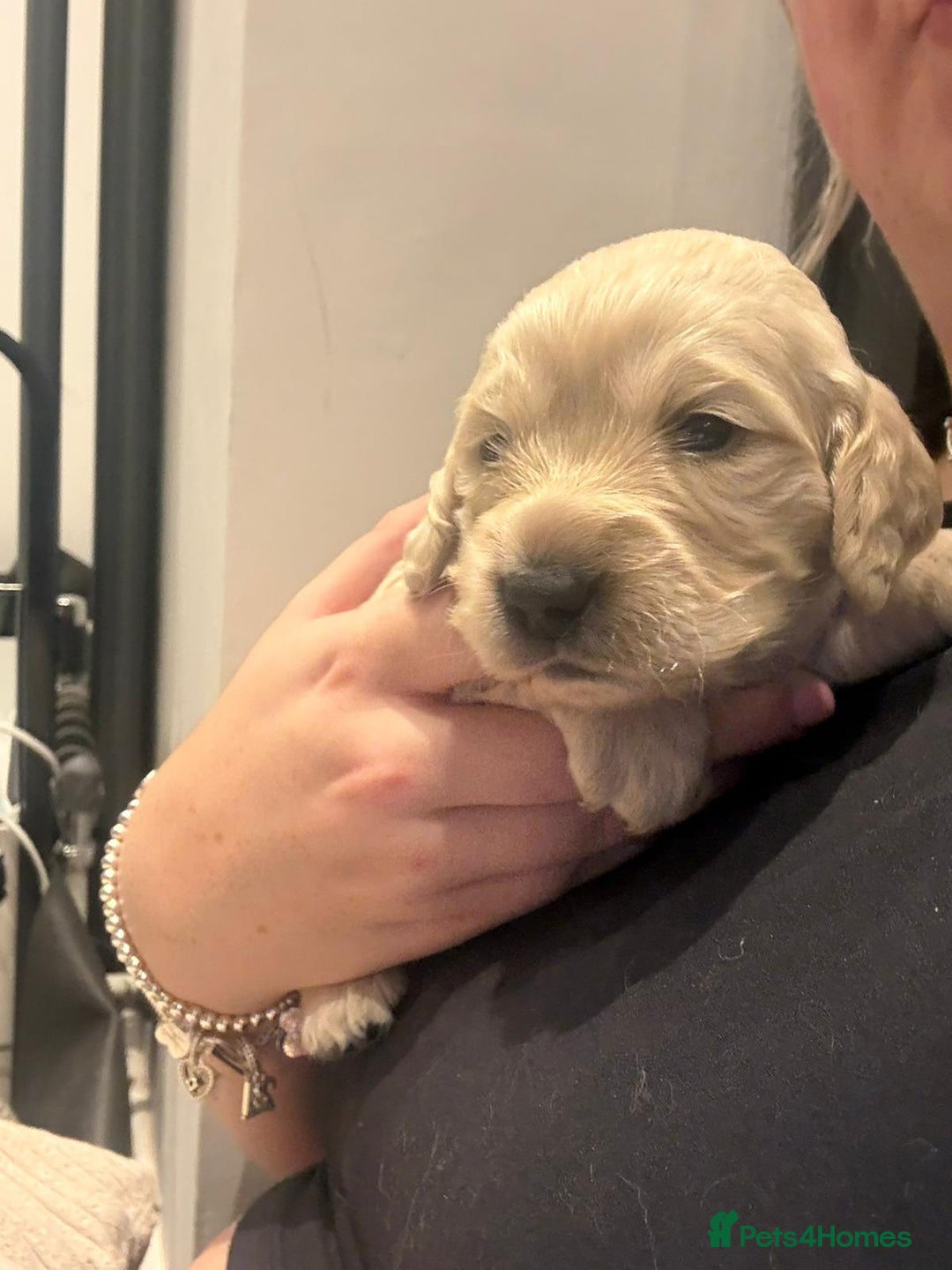 Cockapoo dogs for sale: Cockapoo puppies for sale  - Image 2