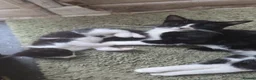 Mixed Breed cats for sale: Kittens Manchester Prices £40-£180 - Advert 8