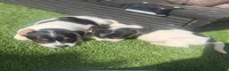 Jack Russell dogs for sale: 5 beautiful Jack Russell puppies  in Wickford - Advert 24