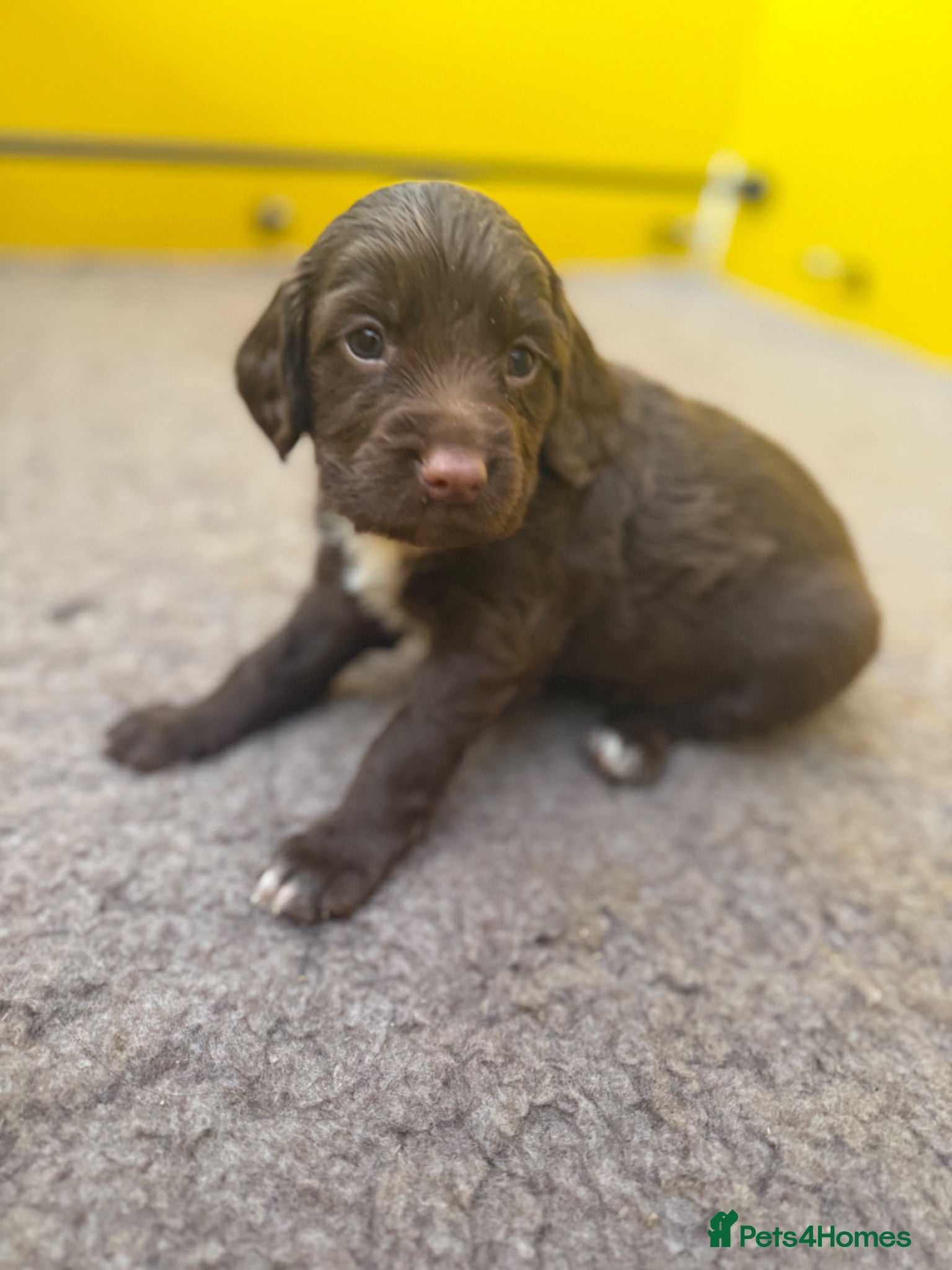 Sprocker dogs Male sprocker puppy - Advert 5