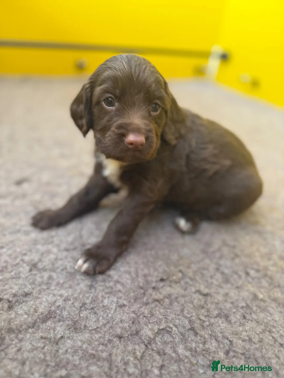 Sprocker dogs for sale: Male sprocker puppy - Advert 1