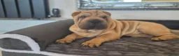 Shar Pei dogs for sale: Male shar pei for sale in Gateshead - Advert 10