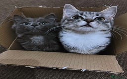 Mixed Breed cats for sale: Blissa & Mochi–BondedPairLookingforaLoving home - Image 1