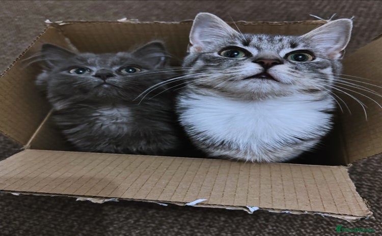 Mixed Breed cats - Advert 1