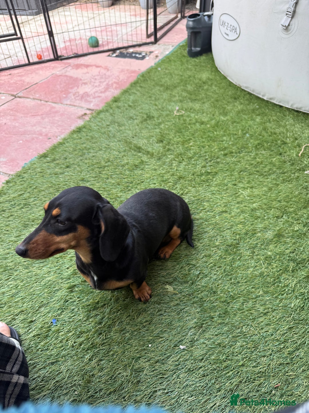 Miniature Dachshund dogs for sale: Miniature Daschund pra clear  - Advert 3