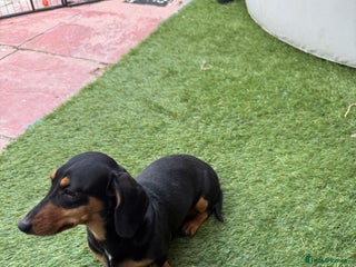 Miniature Dachshund dogs Miniature Daschund pra clear - Advert 4
