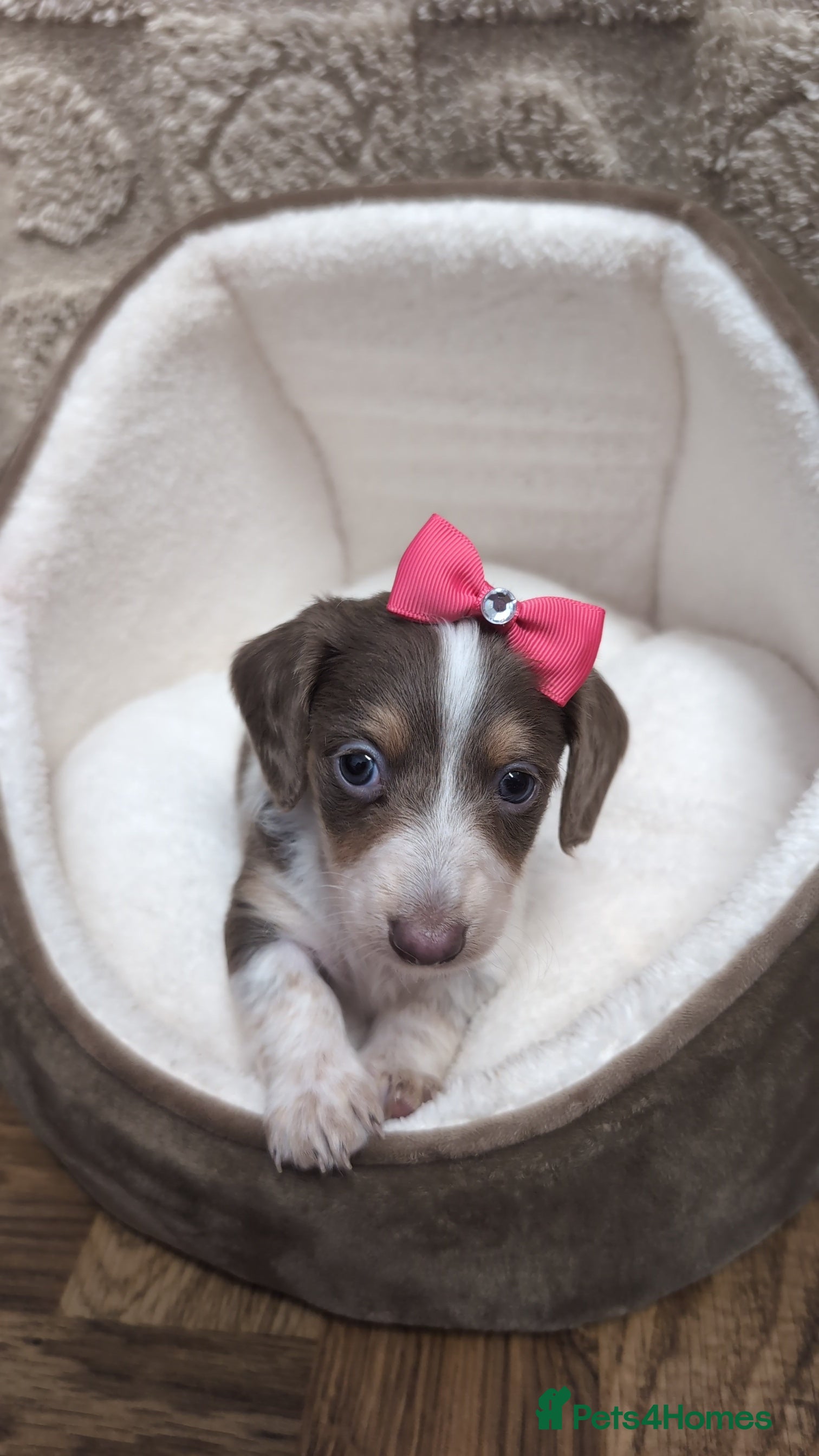 Miniature Dachshund dogs Kc registered Longhaired miniature dachshunds  - Advert 2