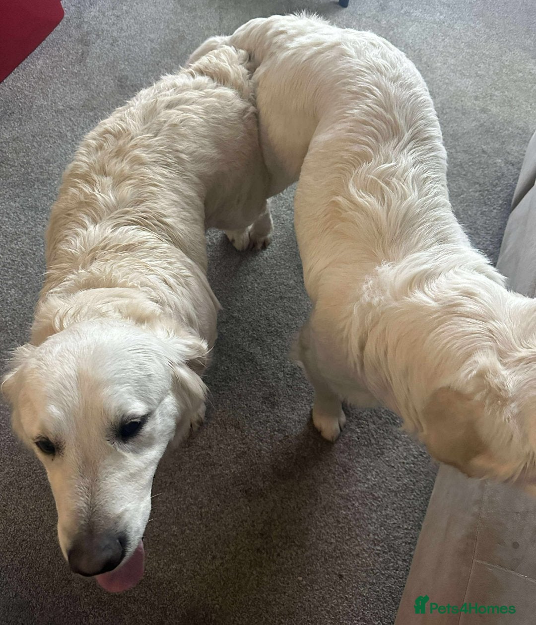 Golden Retriever dogs for stud: KC DNA tested white Boy avialable for Stud - Advert 10