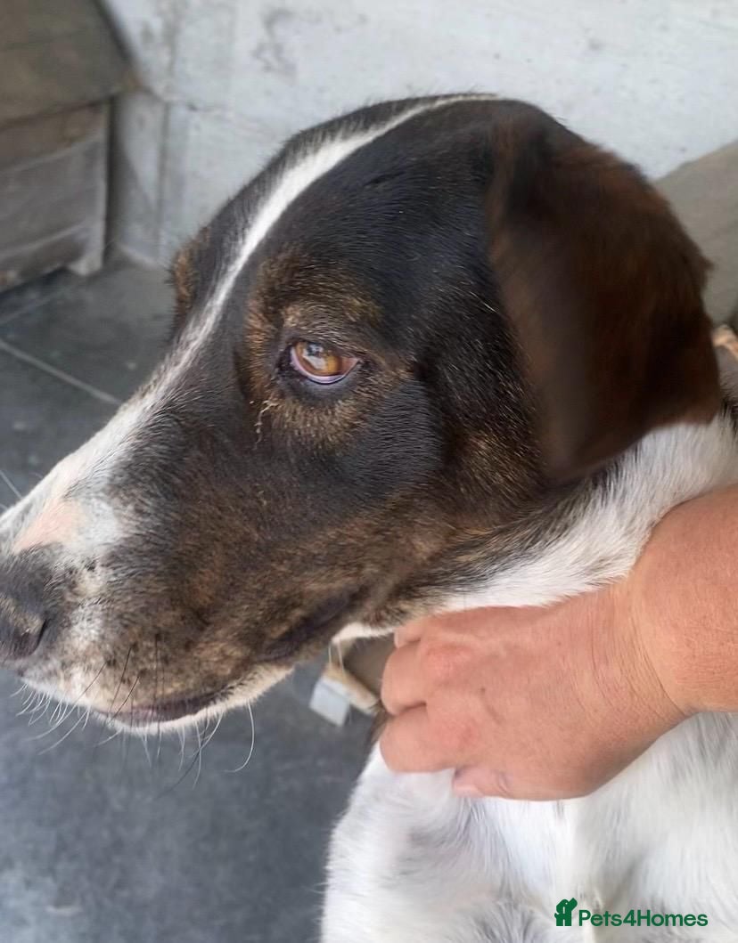Mixed Breed dogs Elin, 2-3 yrs old. Available for adoption. - Advert 9