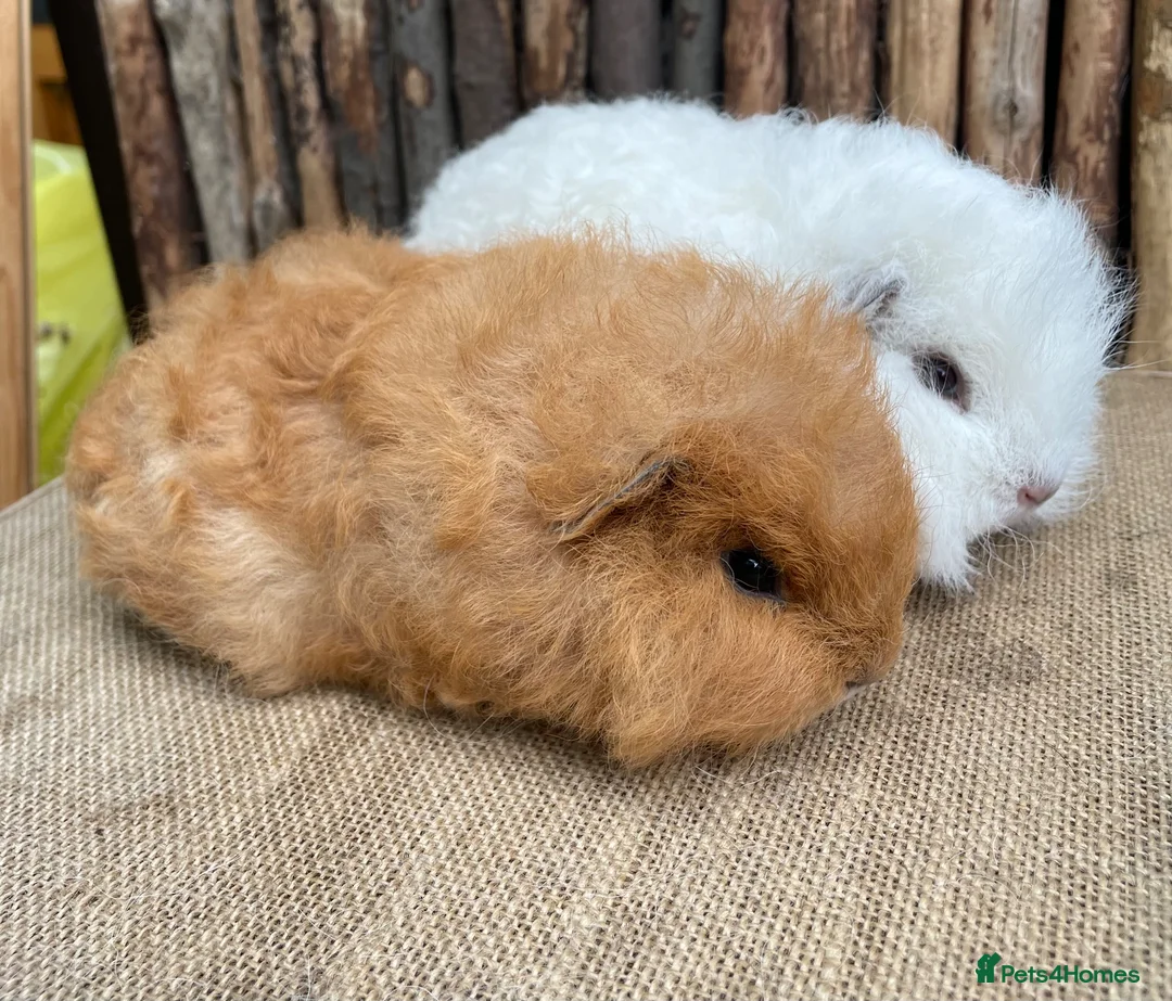 Guinea Pig rodents for sale: Baby Swiss teddies  - Advert 2