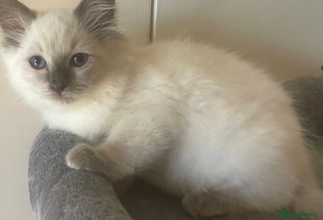 Ragdoll cats for sale: Pretty look ing blue eyes Rag dollys - Advert 7
