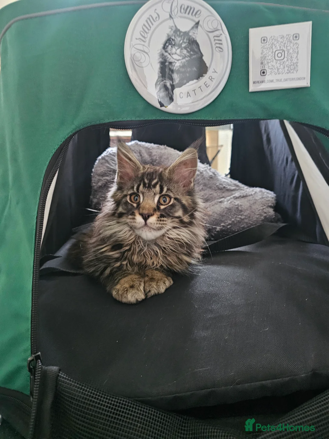 Maine Coon cats for sale: Pedigree Maine Coon girls - Advert 6
