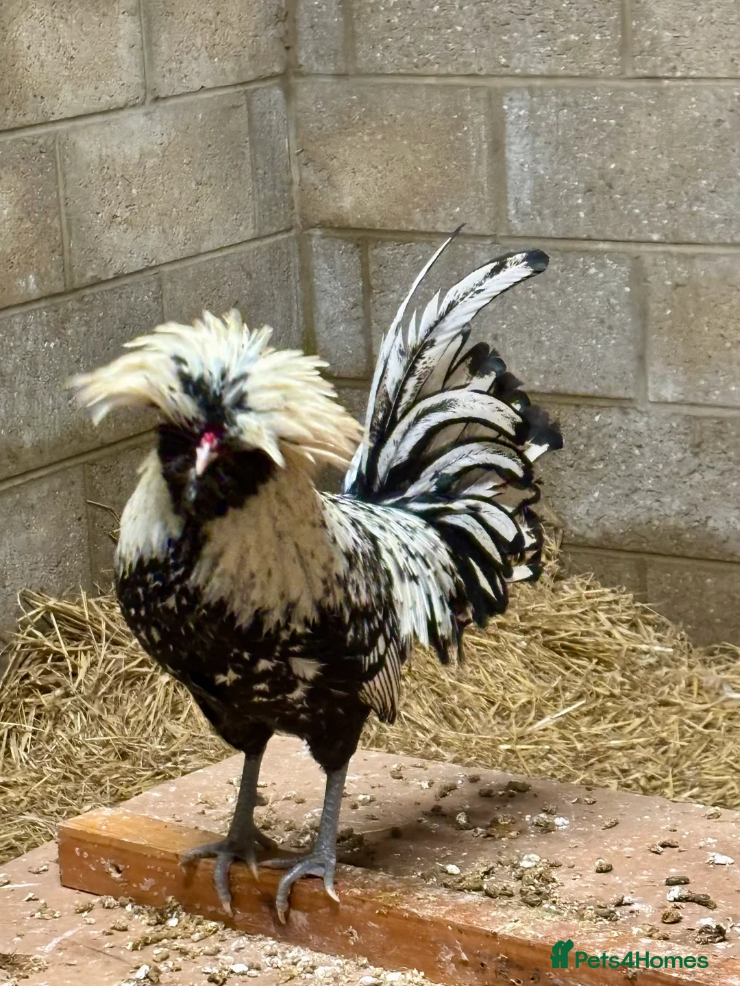 Chickens poultry for sale: Polish Bantam Cockerels x3  - Advert 4