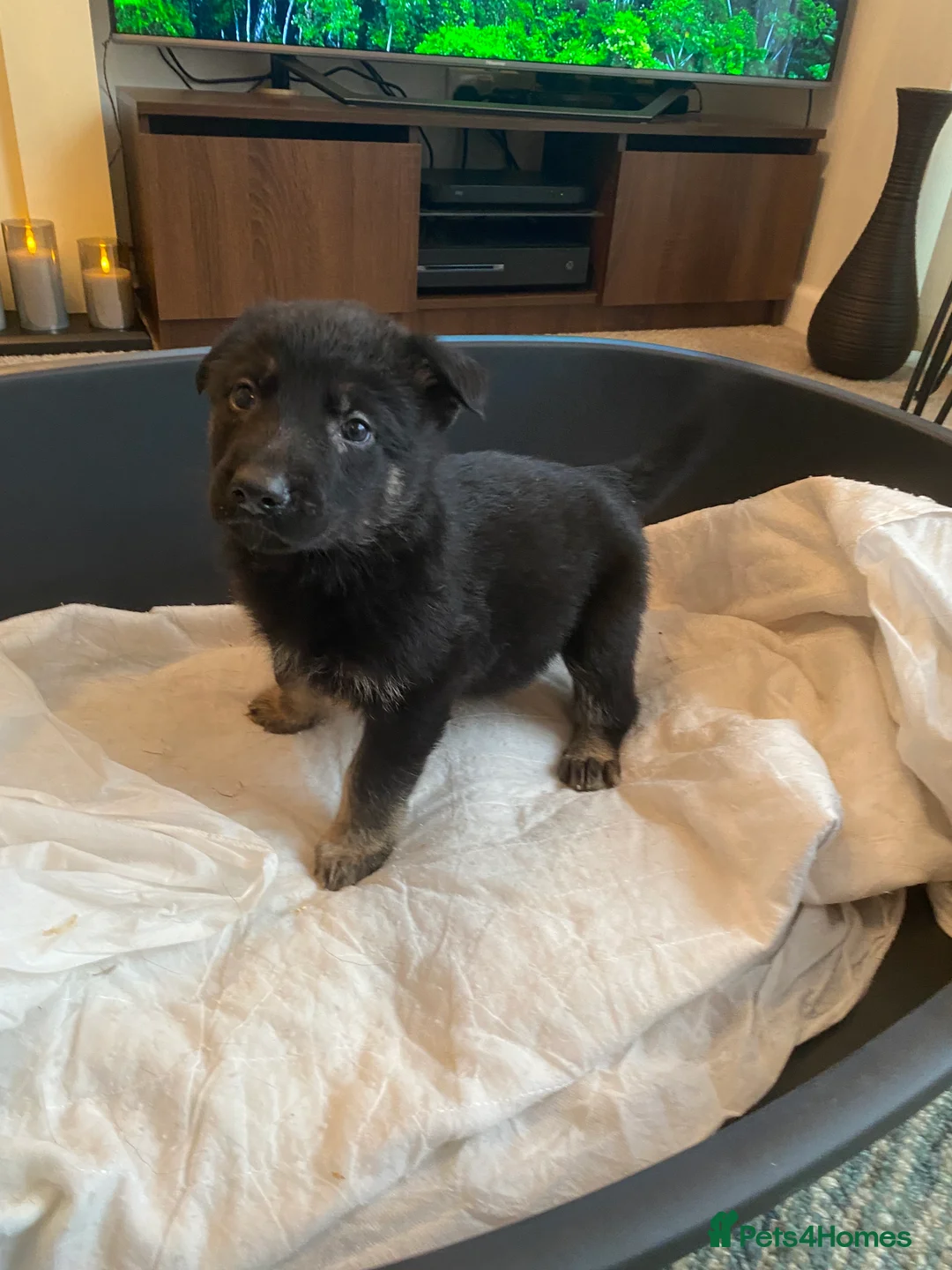 German Shepherd dogs for sale: German shepherd puppies  - Advert 19