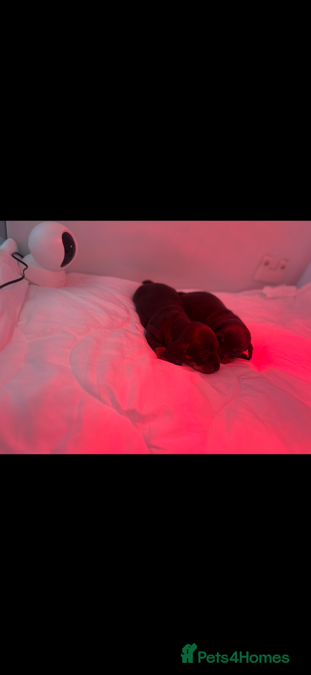 Miniature Dachshund dogs for sale: KC Miniature dachshunds - Advert 13