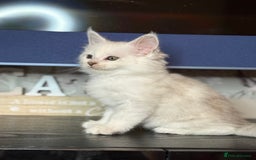 Maine Coon cats for sale: Outstanding Blue Silver Shaded Maine Coon Kittens - Image 16