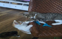 Mixed Breed cats for sale: 4 boys and 2 girls Family-Raised, Well-Socialised  - Image 29