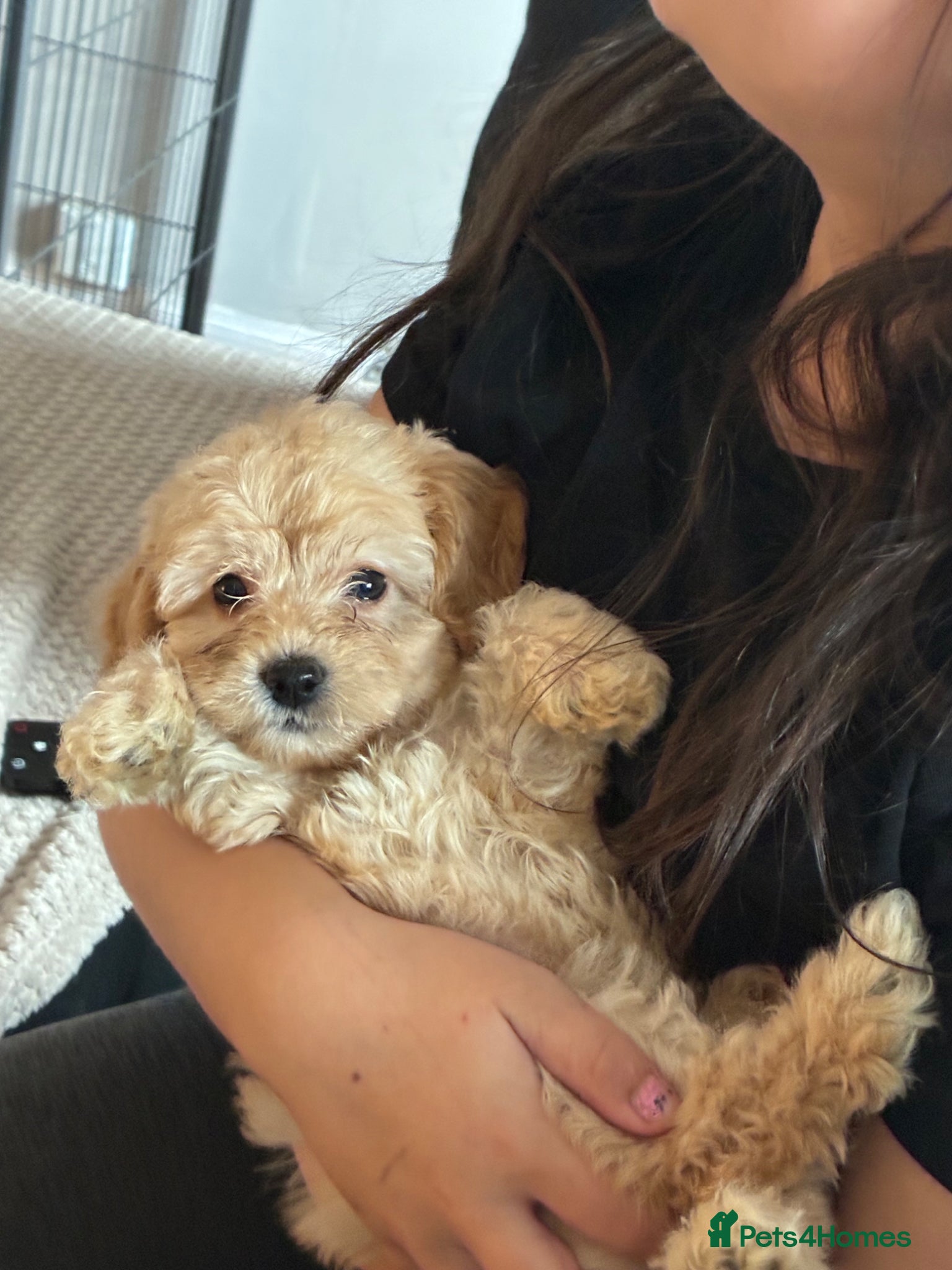 Cockapoo dogs READY NOW 1 f1b girl still here  - Advert 3