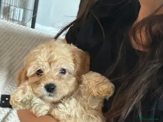 Cockapoo dogs READY NOW 1 f1b girl still here - Advert 3