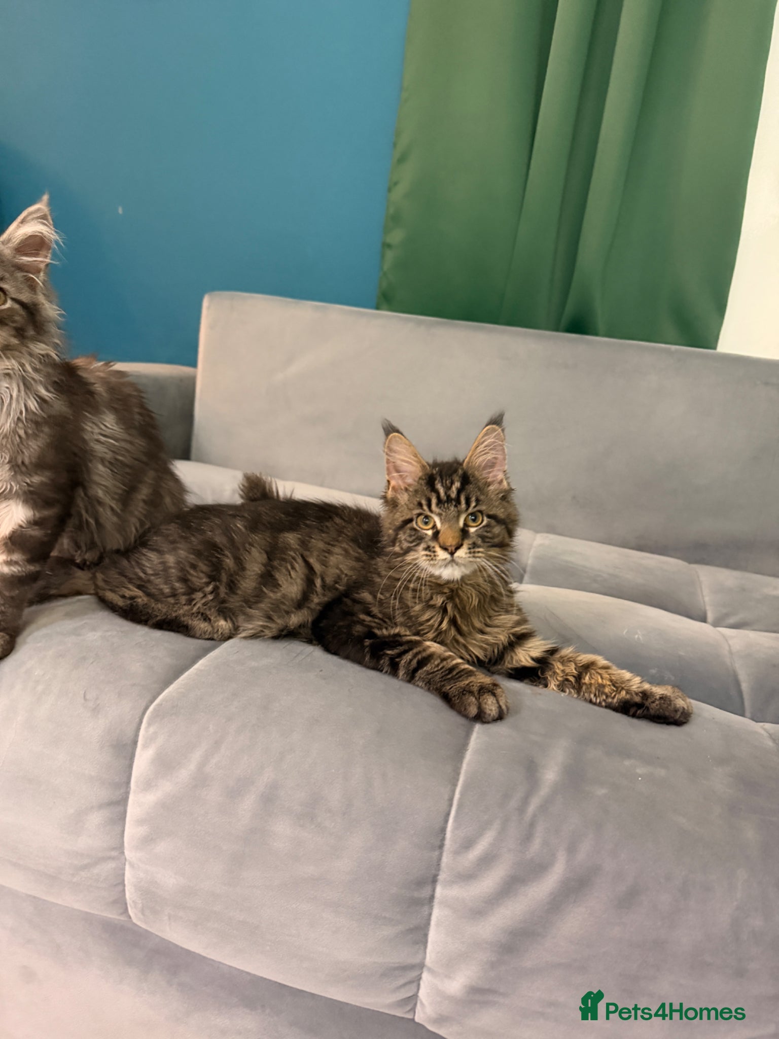 Maine Coon cats for sale: Beautiful kittens pure Maincoon  - Advert 18