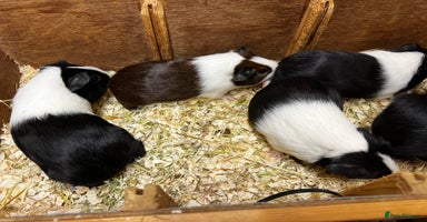 Guinea Pig rodents - Advert 10