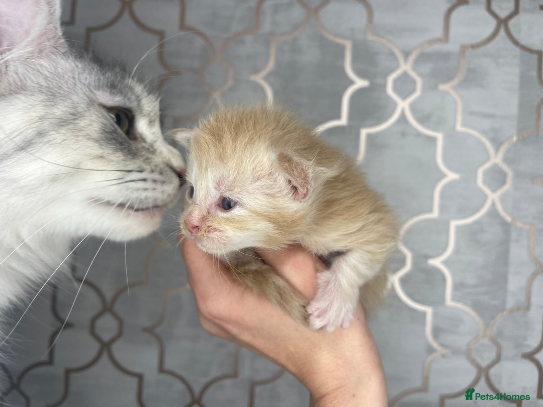 Maine Coon cats for sale: 🐾💛5 Sweet Maine Coons looking for forever home💛 - Advert 12