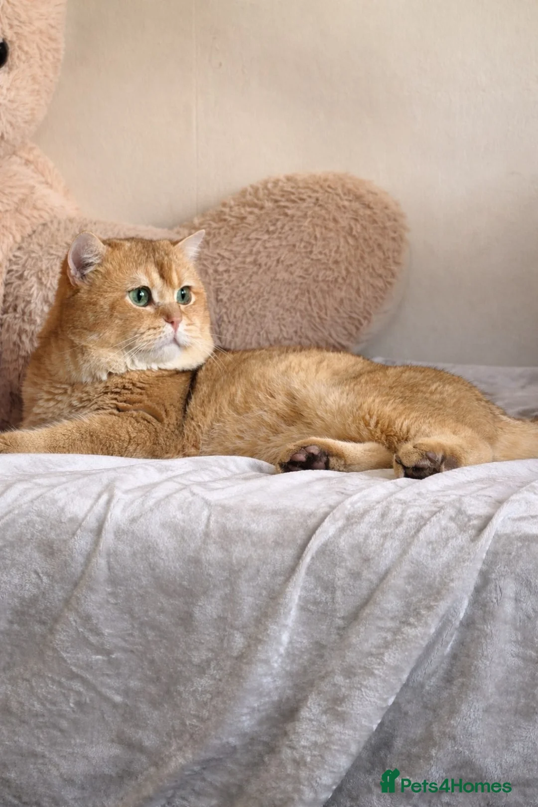 British Shorthair cats for stud: British golden cat - Advert 2