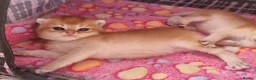 British Shorthair cats for sale: Pedigree Golden British Shorthair kittens - Advert 16