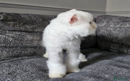 Persian cats for sale: 2 X RED, WHITE MALE PURE PERSIAN KITTENS  - Image 13