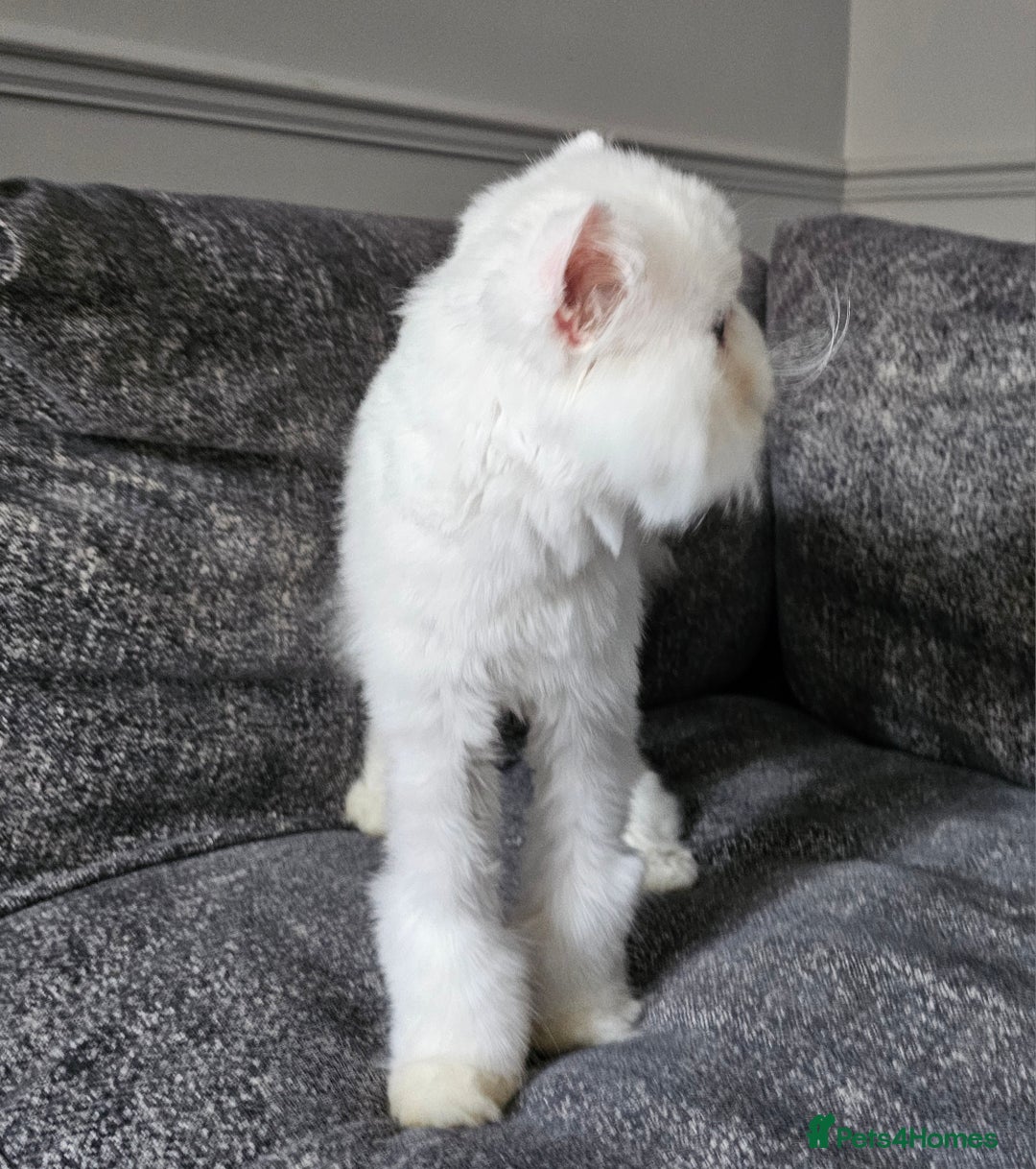 Persian cats for sale: 2 X RED, WHITE MALE PURE PERSIAN KITTENS  - Image 13