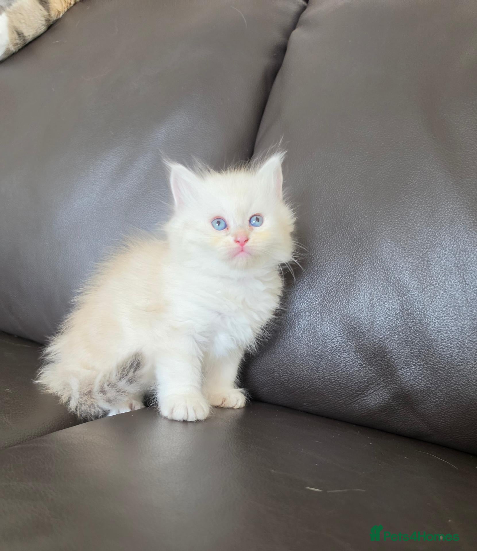 Siberian cats Pure gorgeous Siberian Kittens  - Advert 11