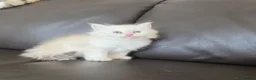 Siberian cats for sale: Pure gorgeous Siberian Kittens - Advert 3