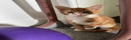 Mixed Breed cats for sale: Ginger kitten  - Advert 2