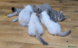 British Shorthair cats for sale: 🐾 Gorgeous British Shorthair Kittens 🐾 Pointed! - Image 12