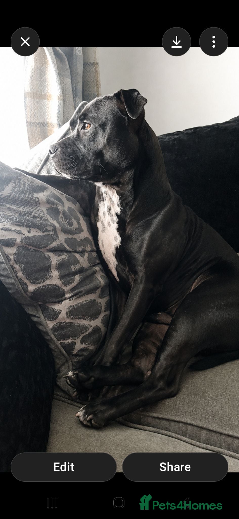 Staffordshire Bull Terrier dogs 7 month black male staffy - Advert 17