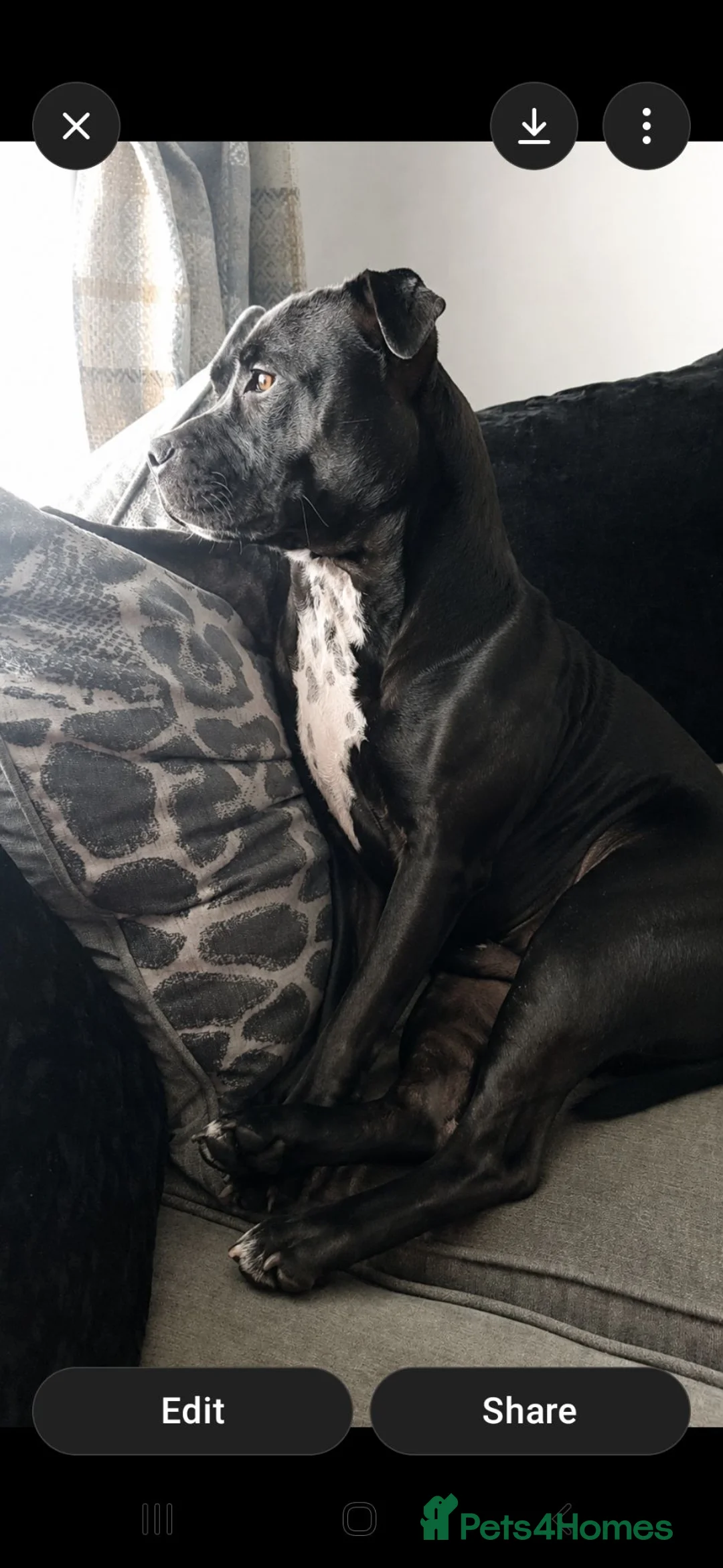 Staffordshire Bull Terrier dogs for sale: 7 month black male staffy in Newcastle upon Tyne - Advert 1